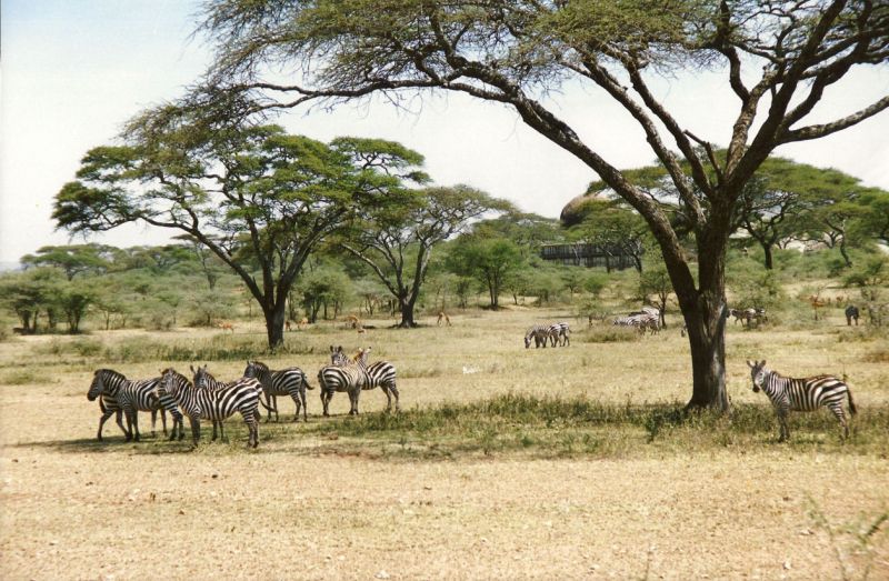 Zebras in der Nähe des Camps